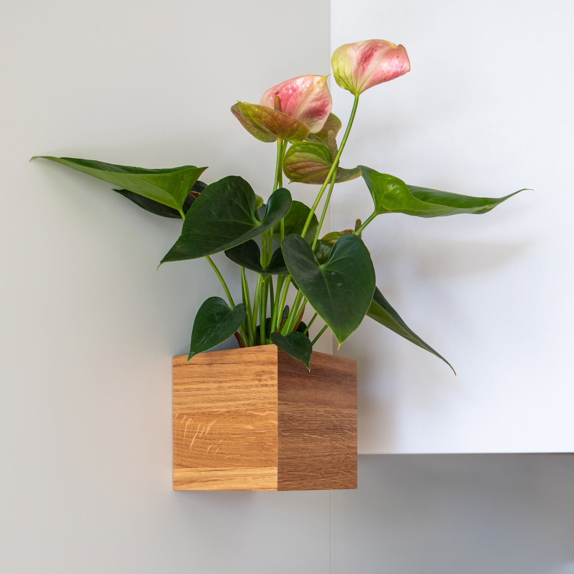Magnetischer Holztopf mit Flamingopflanze an einer hellen Wand